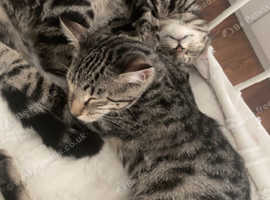2 bengal brother and sister kittens 6 and half months.