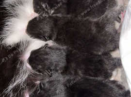 4 beautiful black and white kittens for sale