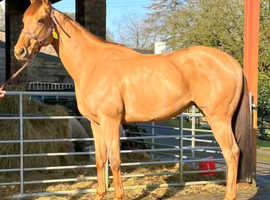 16.1hh ex Flat Super Hacker***Deposit now Taken ***