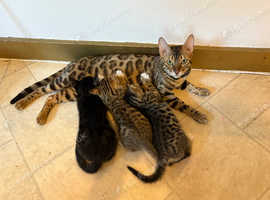 Beautiful adorable kittens