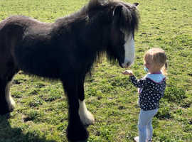 16 month old gelding