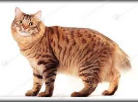 American Curl needs a new home to shift