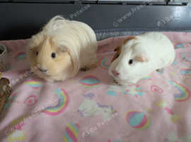 2 female Guinea pigs for adoption / re-homing