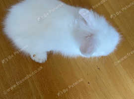Lion head babies for sale mixed litter