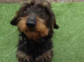 Dachshund Dogs And Puppies For Sale And Rehome In Crewkerne Find
