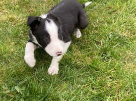 Border collie puppy