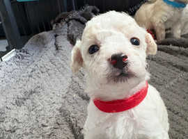 Beautiful Poochon Puppies