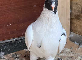 Pigeons in Walsall Find Birds at Freeads in Walsall s 1