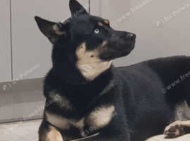 Hela - Husky/German Shepherd cross looking for new home