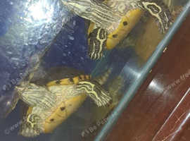 Two yellow belly sliders