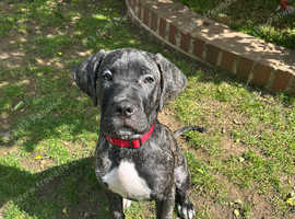 Bullmastiff for Sale