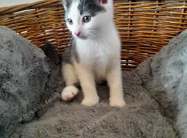 Uniquely marked blue/grey and white kitten