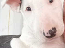 English Bull Terrier Dogs And Puppies Uk 