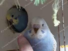 Budgies