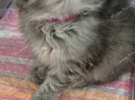 Pedigree  Siberian  kittens