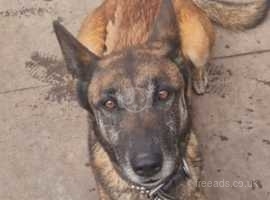 Puppies needing store homes north west