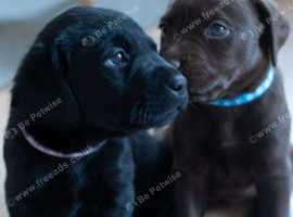 Adorable Labrador Retriever Puppies Looking for Their Forever Homes