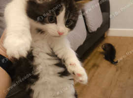 Kittens for sale
