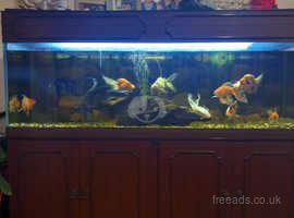 350l fish tank with fish
