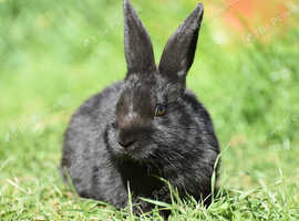 8 week old baby harlequin cross rabbit