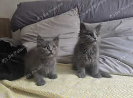 Maine coom kittens
