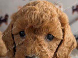 Beautiful Cavapoos Puppies