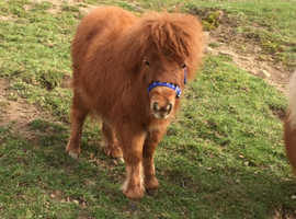 Tiny miniature horse filly