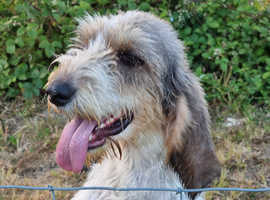Griffon grand basset vendeen female