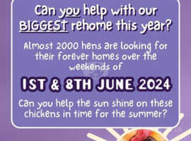 Ex Commercial Hens Looking for Retirement Homes