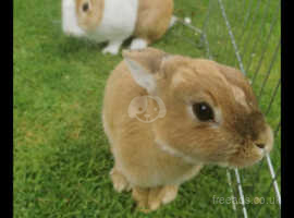 dwarf rabbits for sale london