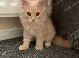Strawberry blonde male kitten