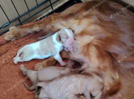 Cavalier king Charles pups