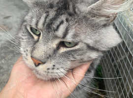 Maine Coon Male