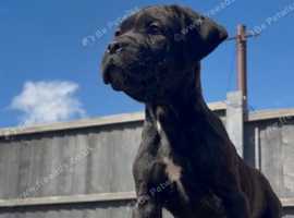Male and Female puppies ready now