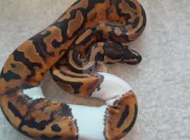 Female pied ball python