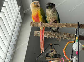 2 beautiful conure for sale