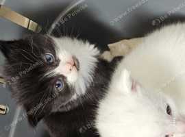 I have four beautiful  kittens ready to go in 4 weeks time