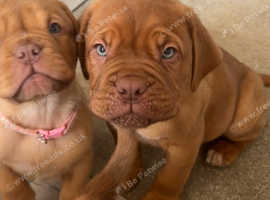 Pedigree Dogue De Bordeaux Puppies