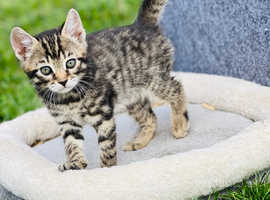 *Beautifully Marked Bengal Kittens For Sale*