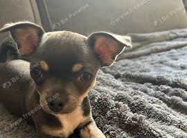 Beautiful blue tri chihuahua female