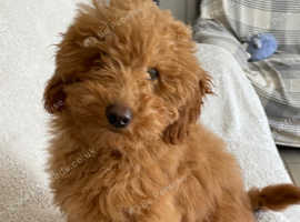 Miniature golden doodle