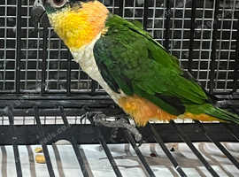 Stunning Baby Black Headed Caique Parrot,29