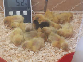 Chinese button quail chicks