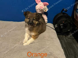Lovely Sheltie cross puppies for sale