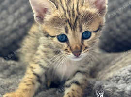 Exceptional quality Tica registered savannah kittens