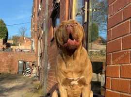 Bandogge mastiff