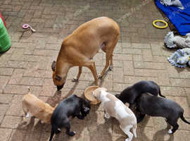 Lurcher puppies for sale