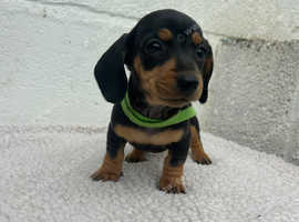 mini smooth hair dachshunds