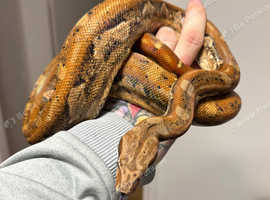 Hypo Inca Aztec (hypo incatec) male boa for sale