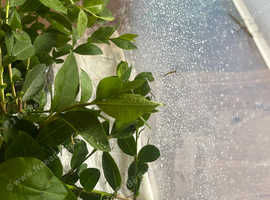 Indian stick insects